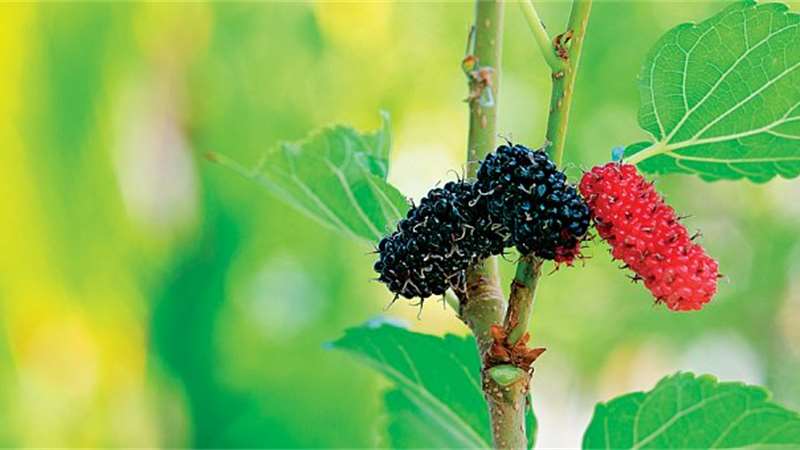 Dejte si na zahradu rostliny s jedlými plody! | Zdroj: Zdroj: Profimedia.cz a Shutterstock.com